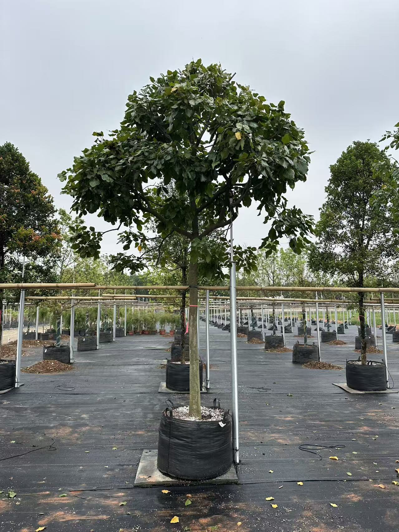How HOKBG® Planting Bags Improve Tree Survival Rates in Nurseries