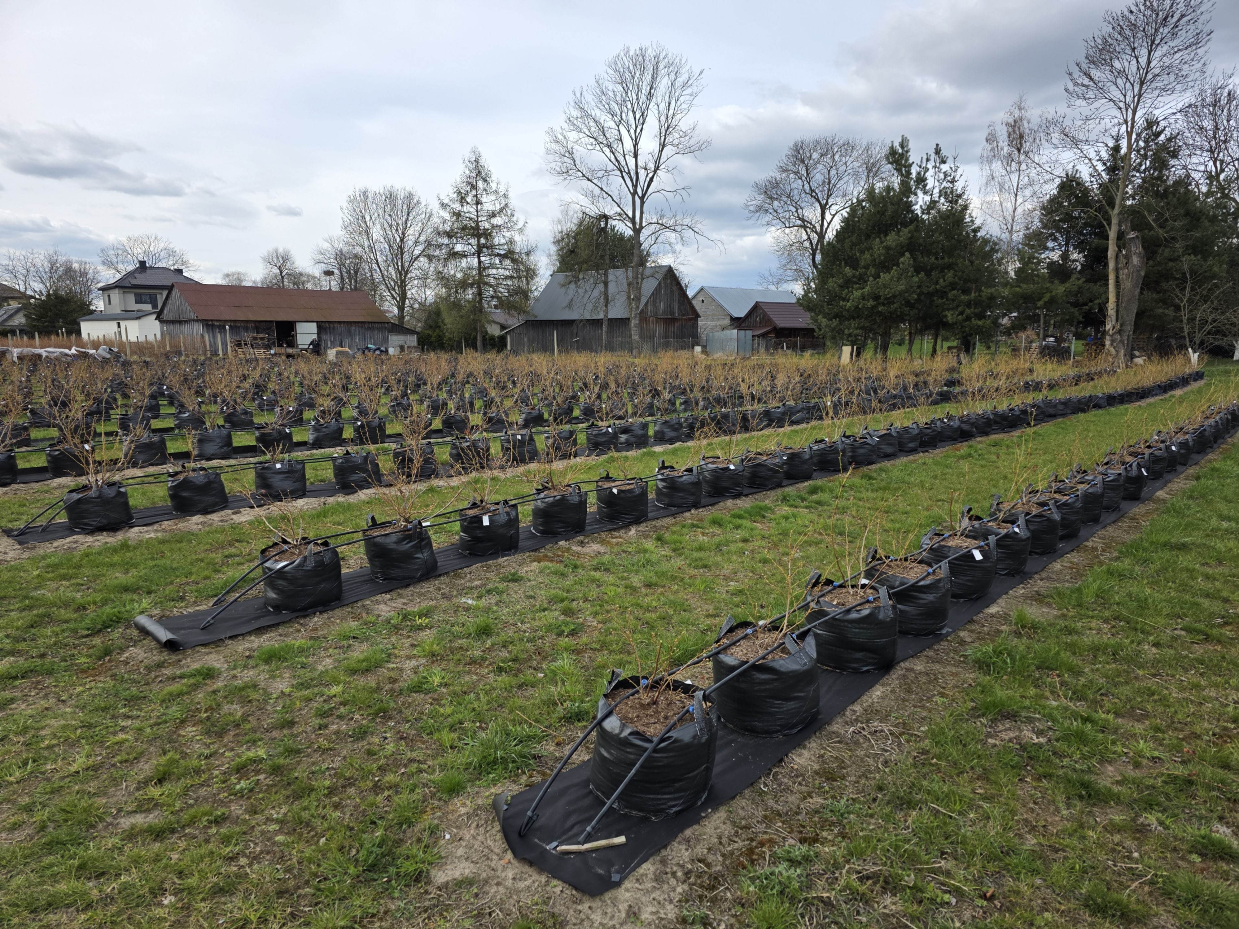 blueberry planting bag in Poland 