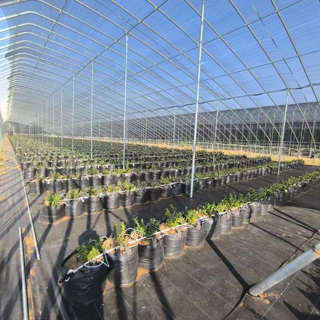 HOKBG grow bag for blueberry planting