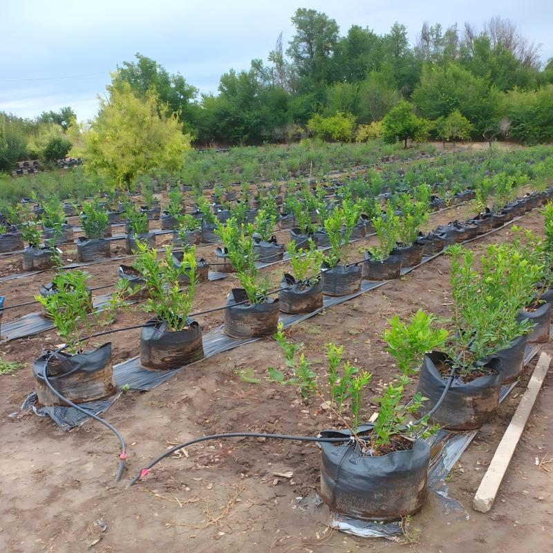 55 liters blueberry grow bags in Bulgaria