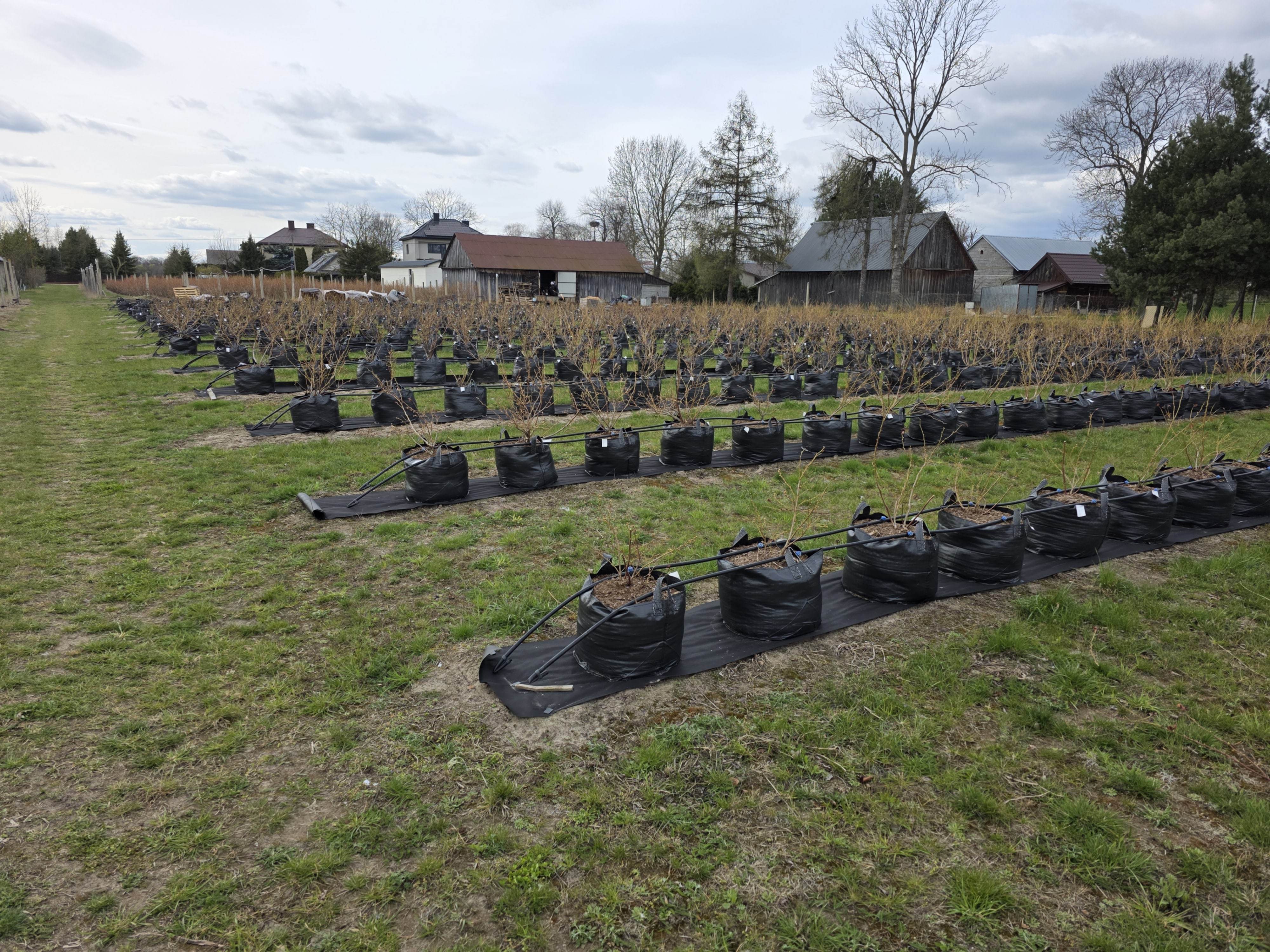 Cómo cultivar arándanos en bolsas de plantación HOKBG®: una solución probada y de confianza para los productores europeos.