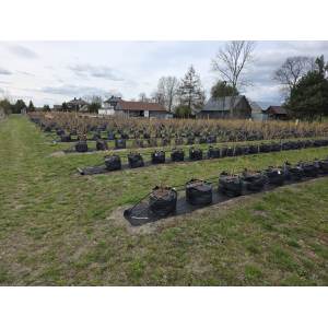 Cómo cultivar arándanos en bolsas de plantación HOKBG®: una solución probada y de confianza para los productores europeos.