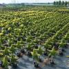 Why Breathable Grow Bags Improve Root Health and Prevent Root Circling