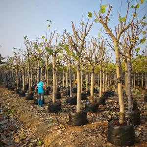 no-photo Black vs Green Grow Bags: Does Black Fabric Container Overheat Plant Roots in Hot Climates?