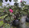 The Importance of Breathable Fabric in Grow Bags: How Air Pruning Improves Root Development