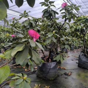 no-photo The Importance of Breathable Fabric in Grow Bags: How Air Pruning Improves Root Development