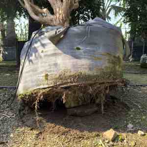¿Las raíces de las plantas crecerán fuera de las bolsas de cultivo HOKBG?