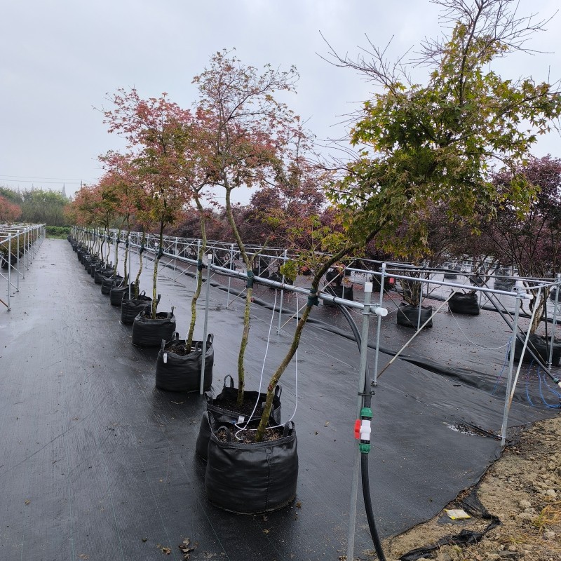 Maple Tree Planting