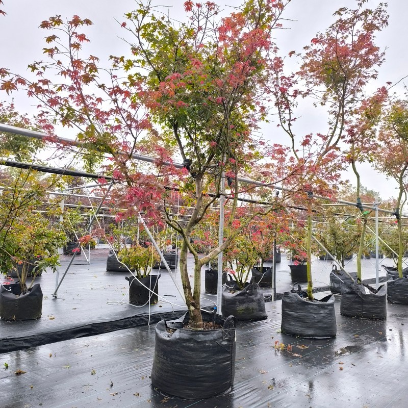 Growing Maple Trees in Grow Bags: A Complete Commercial Guide