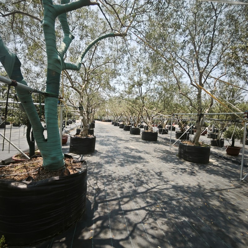 Olive cultivation scene