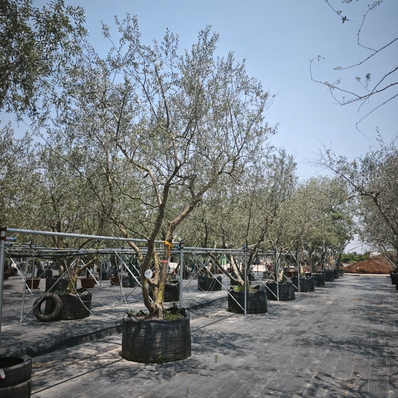 Growing Olive Trees in Large Planter Bags: Commercial Guide