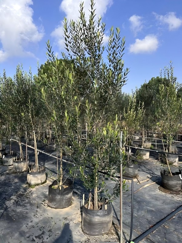 Olive cultivation scene