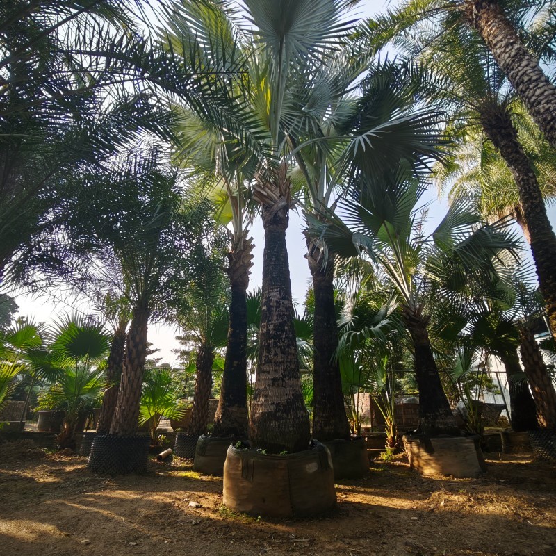 Growing Palm Trees in Large Planter Bags: Commercial Guide