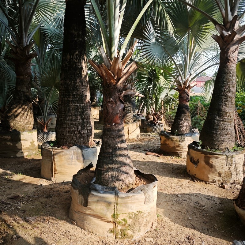 Palm tree planting scene