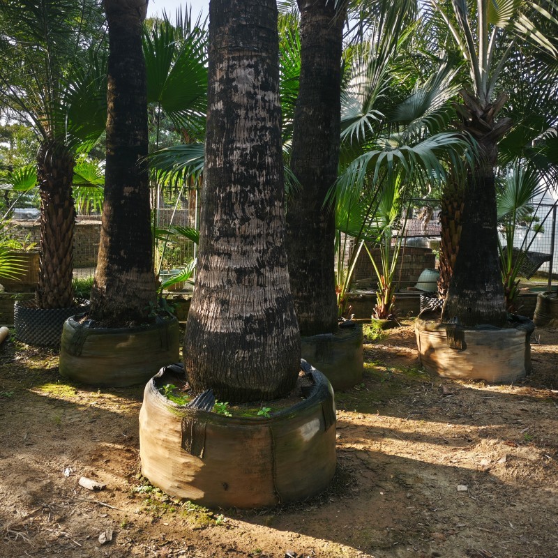 Palm tree planting scene