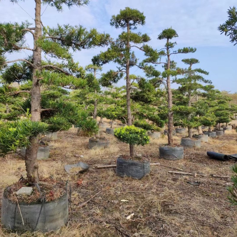 Podocarpus planting scene