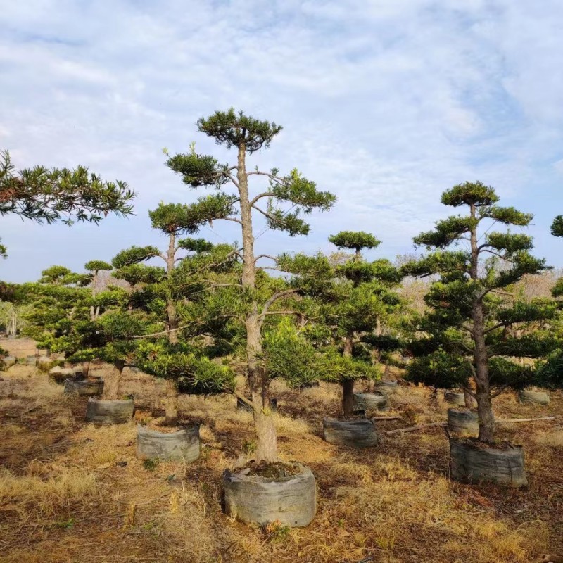 Growing Buddhist Pine in Planter Bags: A Complete Commercial Guide