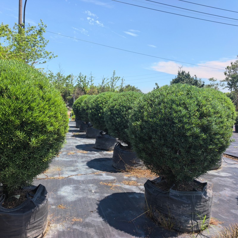 Podocarpus planting scene