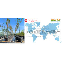 HOKBG Invites Global Buyers to Visit Us at the 140th Canton Fair 2026