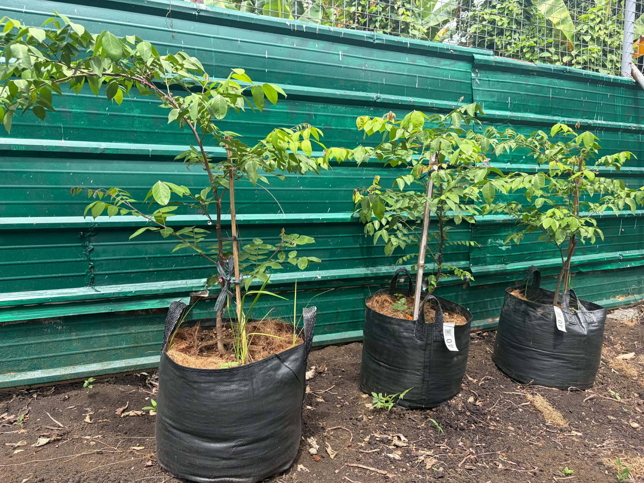 Bolsas de cultivo para árboles grandes HOKBG para viveros