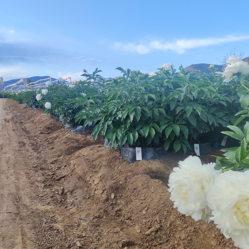 Peonies grown in HOKBG high-strength, UV-resistant planting bags.