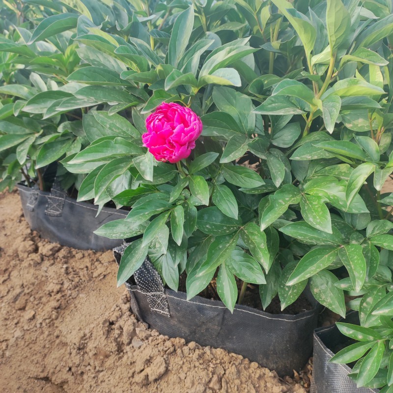 Peonies grown in HOKBG high-strength, UV-resistant planting bags.