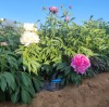Las mejores bolsas de cultivo para peonías: una guía completa para viveros y cultivadores.