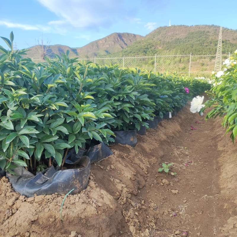 Peonies grown in HOKBG high-strength, UV-resistant planting bags.