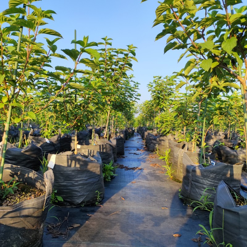 Las mejores bolsas de cultivo para hortensias: una guía completa para viveros y cultivadores.