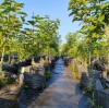 Las mejores bolsas de cultivo para hortensias: una guía completa para viveros y cultivadores.