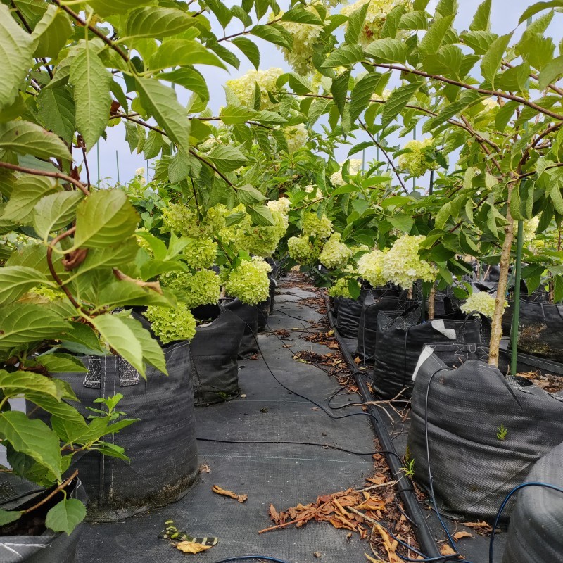 Hydrangeas grown in HOKBG high-strength, UV-resistant planting bags.