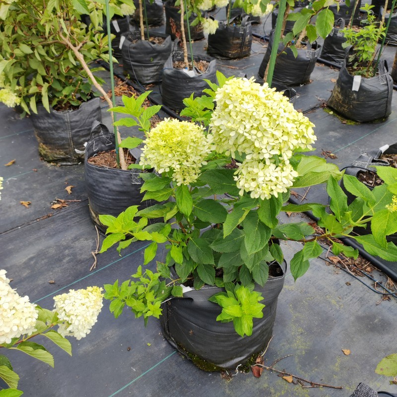 Hydrangeas grown in HOKBG high-strength, UV-resistant planting bags.