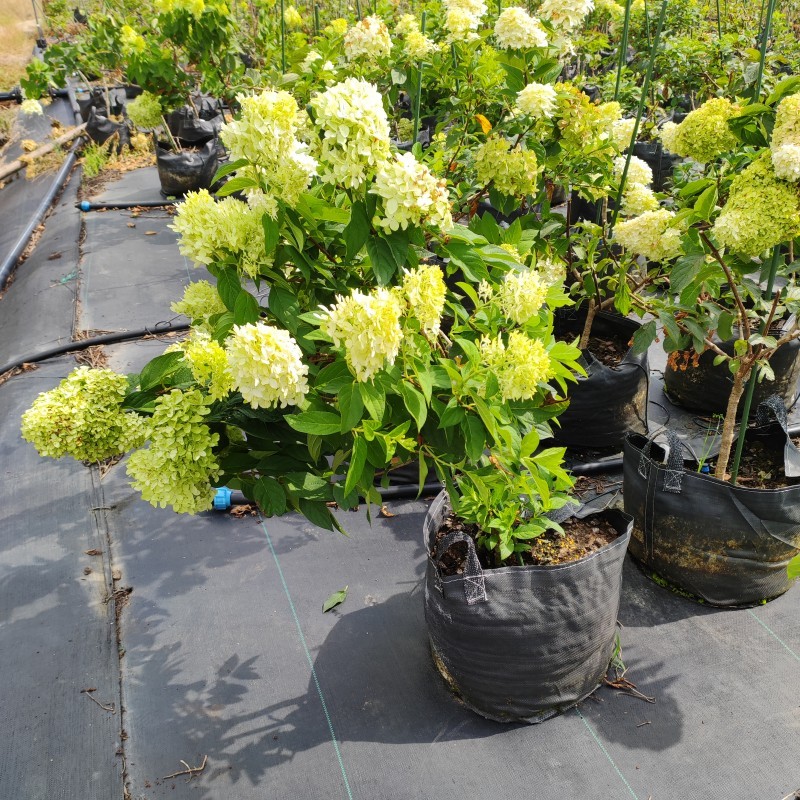 Hydrangeas grown in HOKBG high-strength, UV-resistant planting bags.