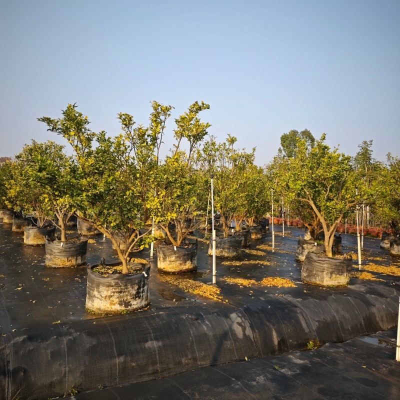 Mandarin orange trees grown in HOKBG high-strength, UV-resistant planting bags.