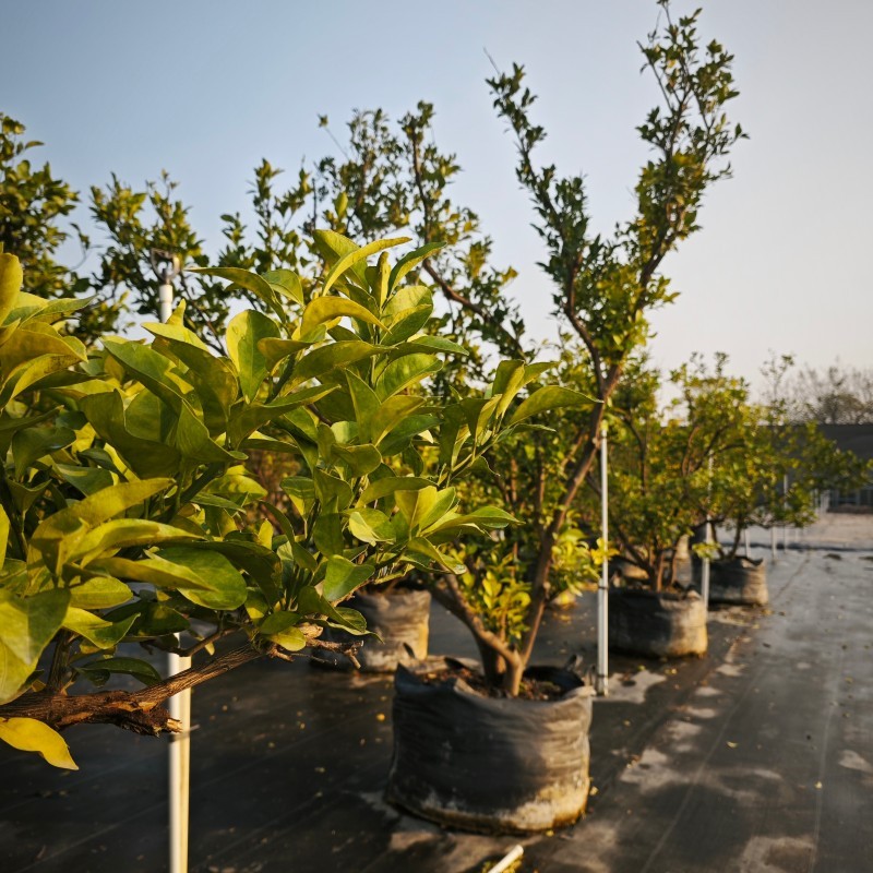 Mandarin orange trees grown in HOKBG high-strength, UV-resistant planting bags.