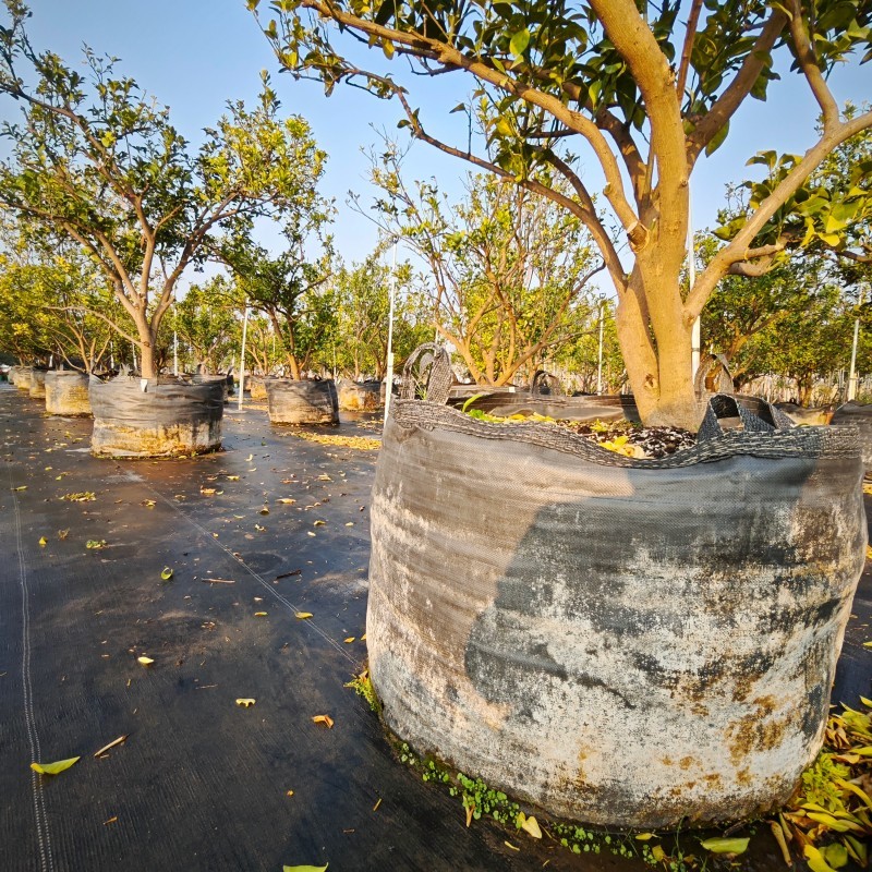 Mandarin orange trees grown in HOKBG high-strength, UV-resistant planting bags.