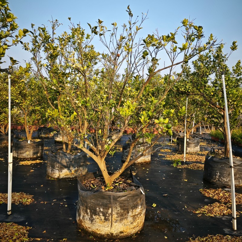 Cultivo de cítricos en macetas grandes: una guía para viveros comerciales.