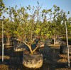 Growing Citrus in Large Planter Bags: A Commercial Nursery Guide