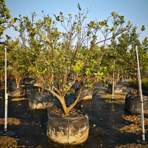 Growing Citrus in Large Planter Bags: A Commercial Nursery Guide