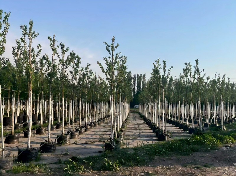 Bolsas de cultivo para el sudeste asiático: calor tropical, temporada de monzones y guía del comprador de viveros.