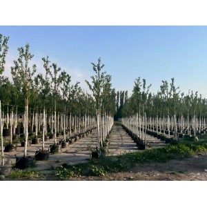Grow Bags for Southeast Asia: Tropical Heat, Monsoon Season & Nursery Buyer’s Guide