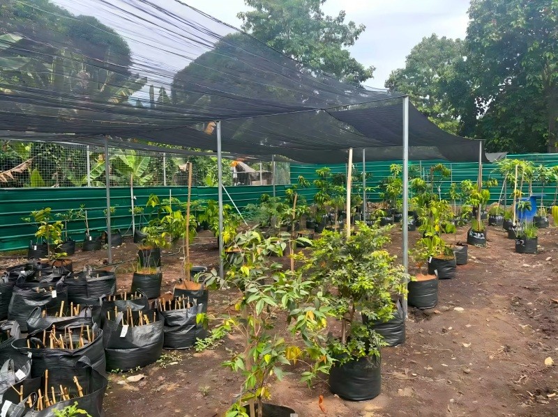 Mangoes are grown in the Philippines using HOKBG high-strength, UV-resistant planting bags.