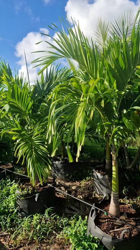 Mangoes are grown in the Philippines using HOKBG high-strength, UV-resistant planting bags.