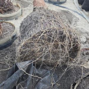 Middle East Customer Reorders HOKBG PP Woven Grow Bags After Seeing Healthy Root Growth