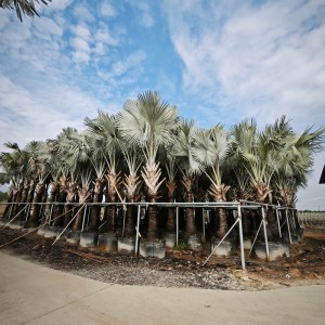 Palm Tree Planting Tips: How to Grow Healthy Palms with HOKBG UV-Aging Planter Bag