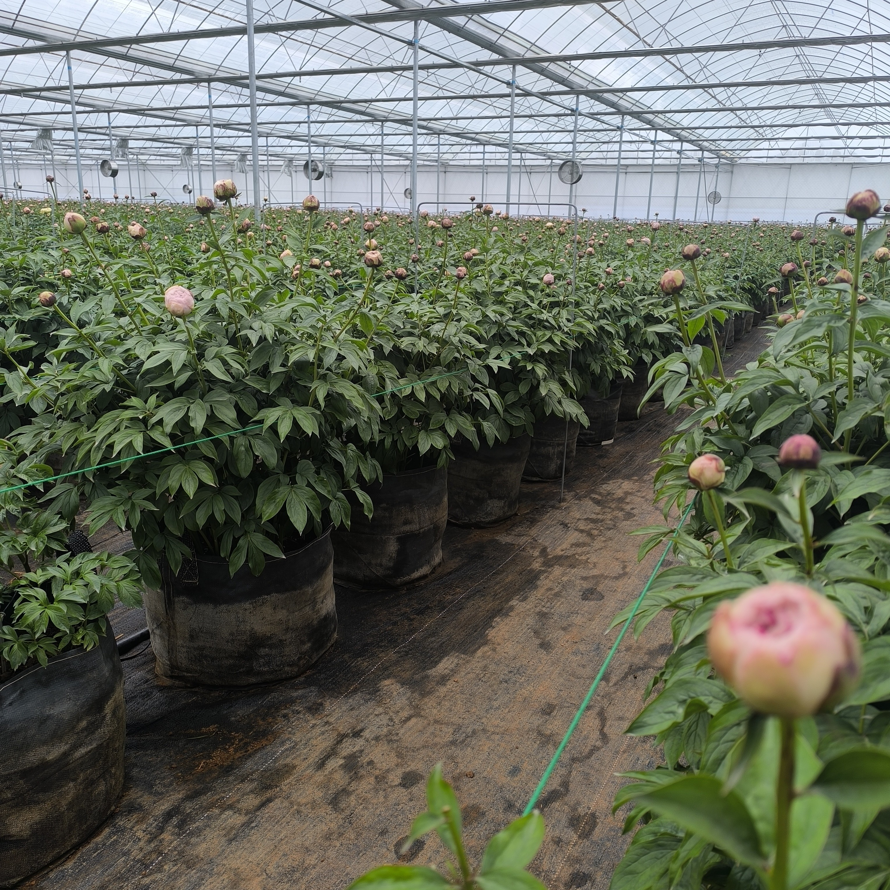 HOKBG large tree grow bags for nurseries