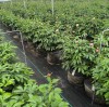 Consejos para plantar peonías: Cómo las bolsas para plantas con protección UV de HOKBG favorecen un crecimiento saludable en viveros.