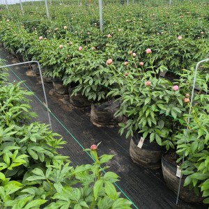 Peony Planting Tips: How HOKBG UV Protected Plant Bags Support Healthy Nursery Growth