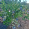 Bolsas de cultivo para arándanos HOKBG: Apoyando el crecimiento de los arándanos desde la siembra hasta la cosecha.