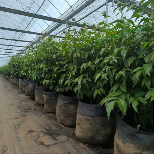 High Strength Long lifespan PP Woven 40L Grow Bags |  Nursery Planting Bag for Peony Planting